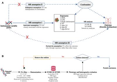 The indicative effects of apolipoproteins on organic erectile dysfunction: bridging Mendelian randomization and case-control study